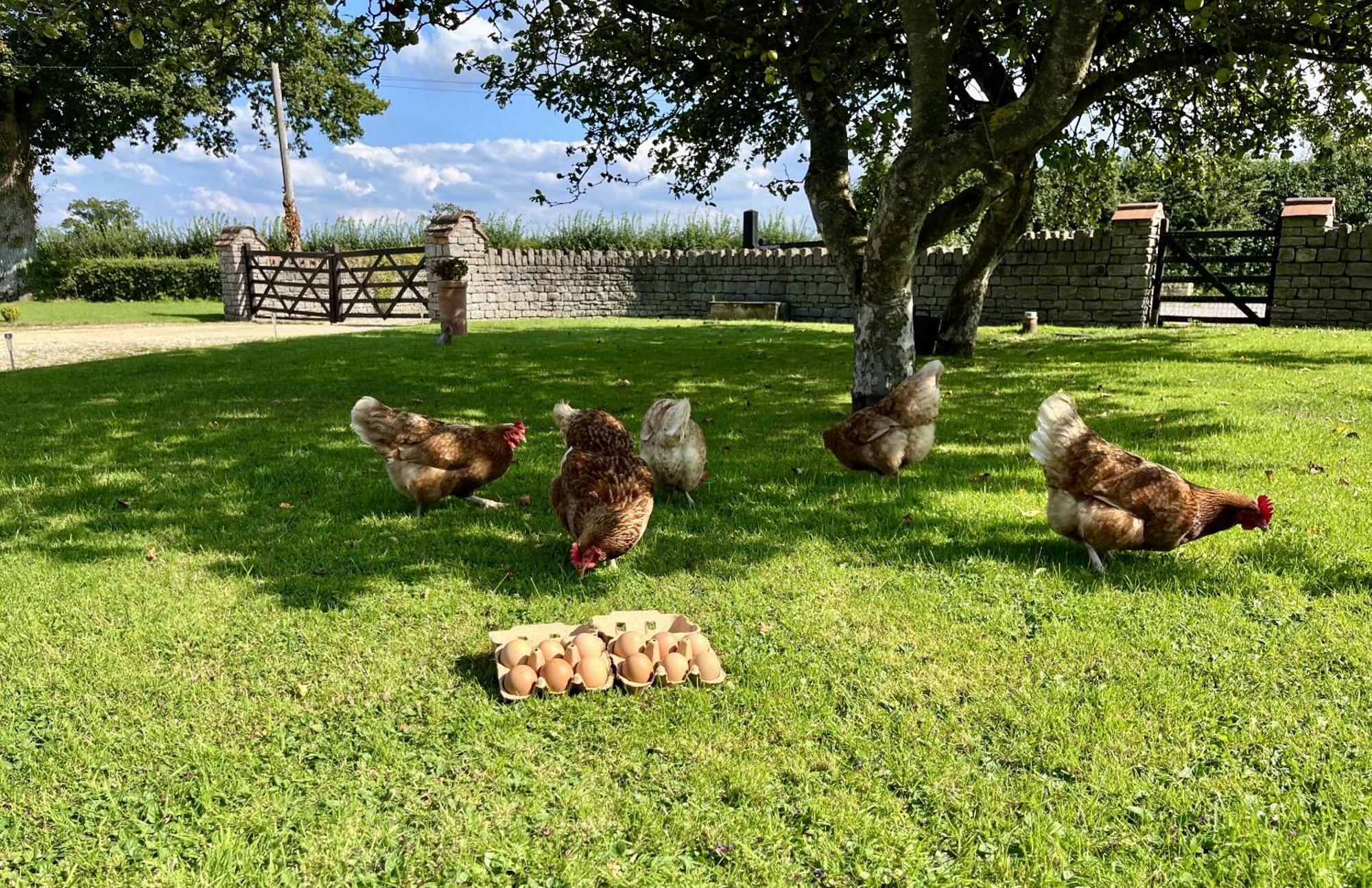 Priors Oak - A Cosy Studio With Countryside Views In Dorset Stalbridge Eksteriør billede